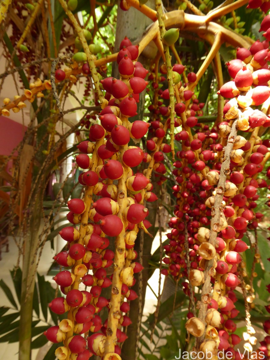 Ptychosperma propinquum (Becc.) Becc. ex Martelli